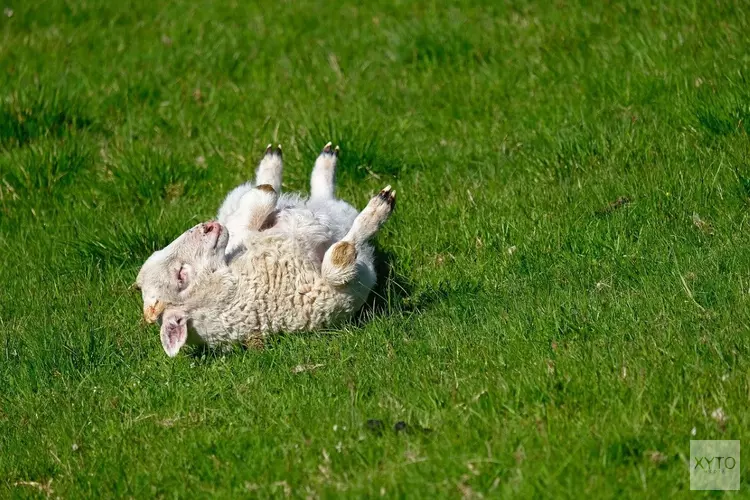 Koningsdag fraai, ook rest van de week droog voorjaarsweer