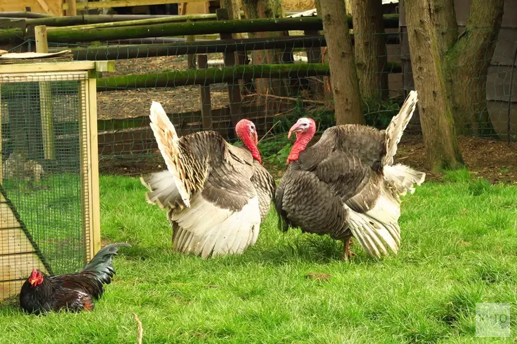 Vogelgriep: landelijke ophok- en afschermplicht van kracht