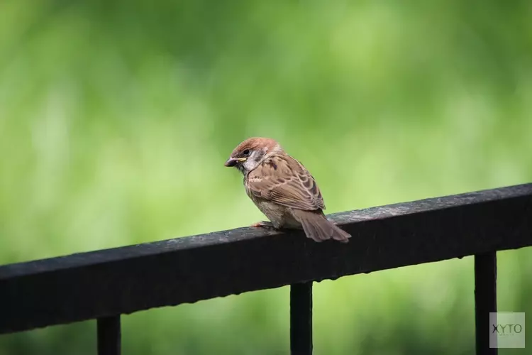 Woning isoleren met oog voor beschermde soorten