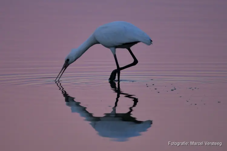 Wereld Trekvogeldag voor vogelaars bij Oostvaardersplassen Almere