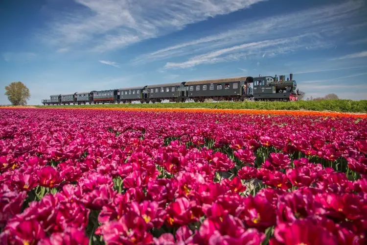 Stoomtrams vertrekken eerder naar de Tulpen