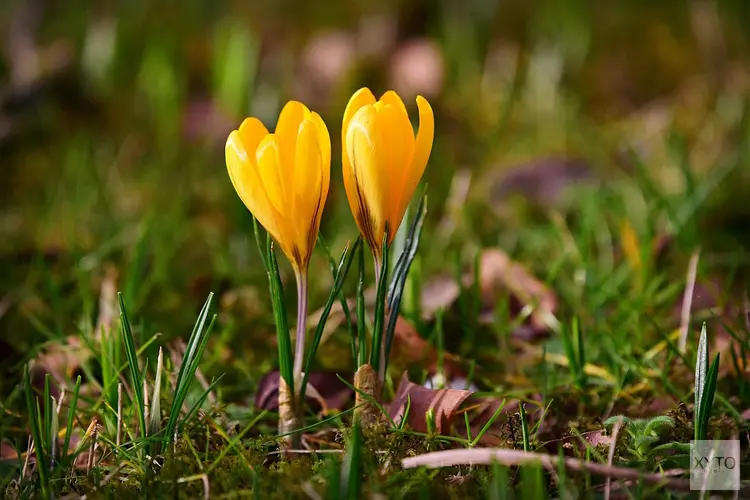 Winters weekend wordt gevolgd door zeer zacht weer met eind van de week mogelijk dubbele cijfers